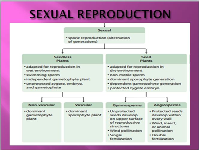 Sexual Reproduction In Humans Chart
