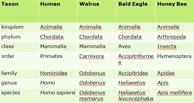 Eagle Classification Chart