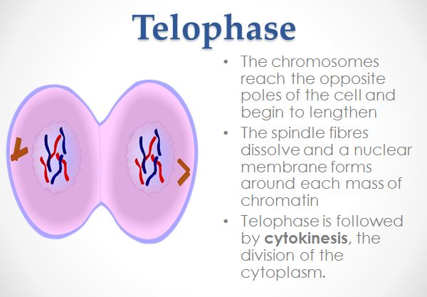 Telophase